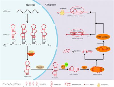 Roles of Noncoding RNA in Reproduction